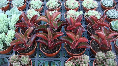 DSC02659.JPG DSC02659.JPG