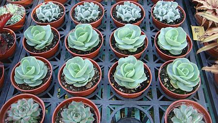 DSC02661.JPG DSC02661.JPG