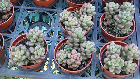 DSC02663.JPG DSC02663.JPG