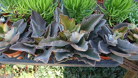 DSC02671.JPG DSC02671.JPG