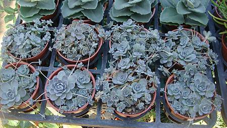 DSC02672.JPG DSC02672.JPG