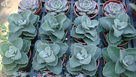 DSC02673.JPG DSC02673.JPG