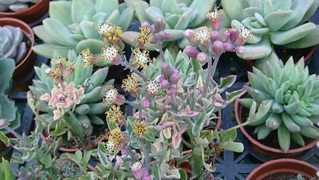 DSC02675.JPG DSC02675.JPG