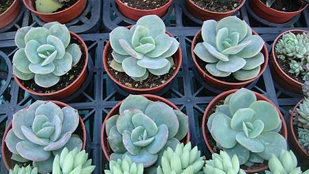 DSC02680.JPG DSC02680.JPG