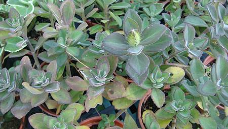 DSC02688.JPG DSC02688.JPG