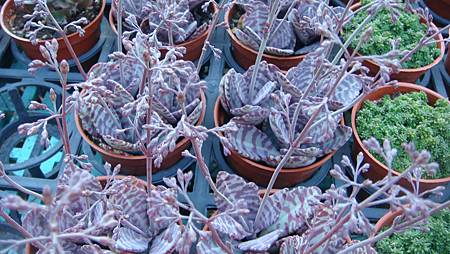 DSC02691.JPG DSC02691.JPG