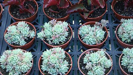 DSC02695.JPG DSC02695.JPG