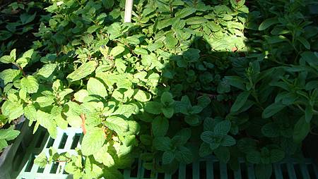 DSC02699.JPG DSC02699.JPG