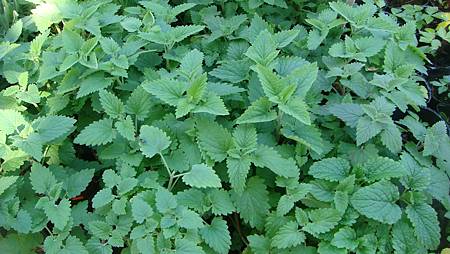 DSC02700.JPG DSC02700.JPG