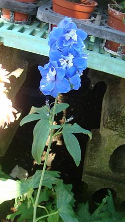 DSC02702.JPG DSC02702.JPG