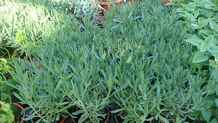 DSC02703.JPG DSC02703.JPG