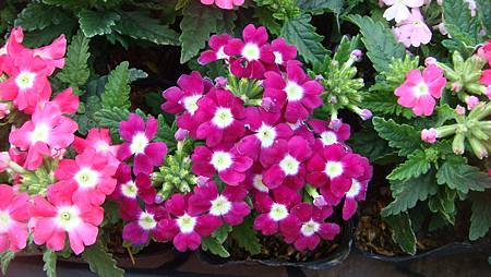 DSC02714.JPG DSC02714.JPG