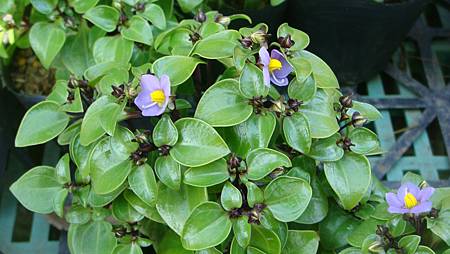 DSC02716.JPG DSC02716.JPG