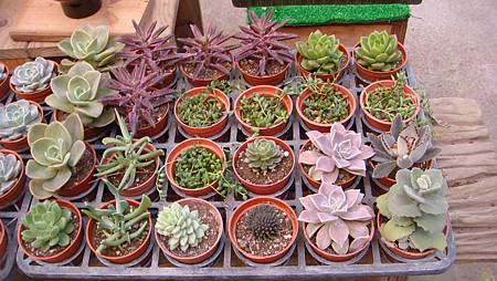 DSC02720.JPG DSC02720.JPG