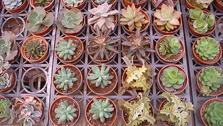 DSC02725.JPG DSC02725.JPG