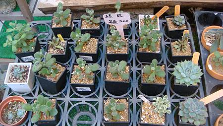 DSC02730.JPG DSC02730.JPG