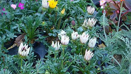 DSC02733.JPG DSC02733.JPG