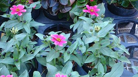 DSC02734.JPG DSC02734.JPG