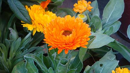 DSC02735.JPG DSC02735.JPG