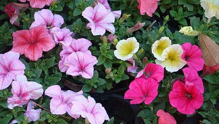 DSC02736.JPG DSC02736.JPG