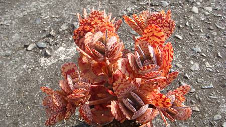 0216 (7).JPG 0216 (7).JPG