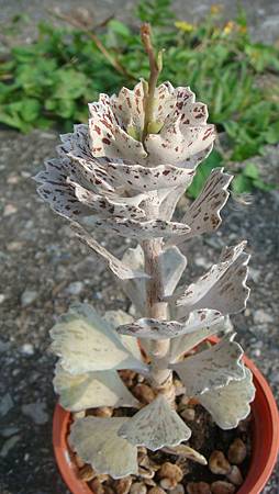 0216 (30).JPG 0216 (30).JPG