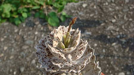 0216 (31).JPG 0216 (31).JPG