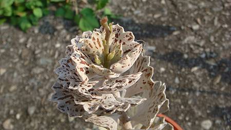 0216 (32).JPG 0216 (32).JPG