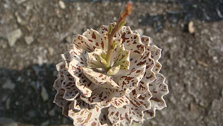 0216 (33).JPG 0216 (33).JPG