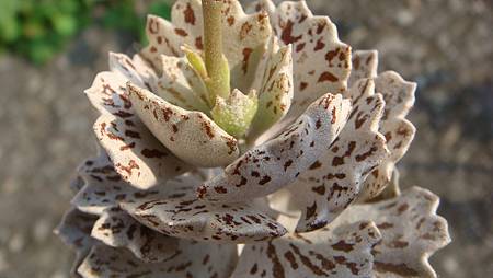 0216 (34).JPG 0216 (34).JPG