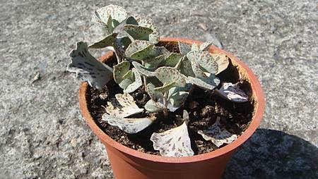 0216 (87).JPG 0216 (87).JPG