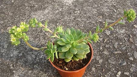 DSC03667.JPG DSC03667.JPG