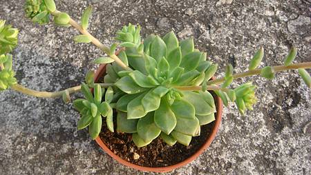 DSC03668.JPG DSC03668.JPG