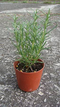 DSC03419.JPG DSC03419.JPG