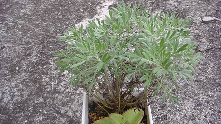 DSC03500.JPG DSC03500.JPG