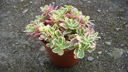 DSC03536.JPG DSC03536.JPG