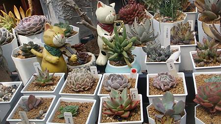 DSC03883.JPG DSC03883.JPG