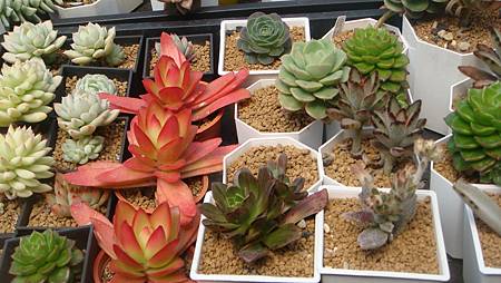 DSC03884.JPG DSC03884.JPG