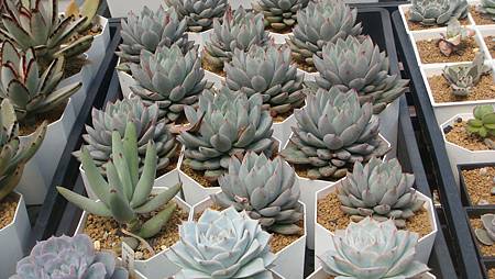 DSC03886.JPG DSC03886.JPG