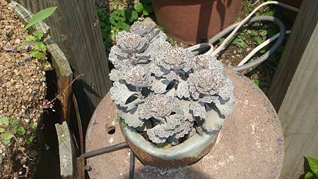 DSC03945.JPG DSC03945.JPG