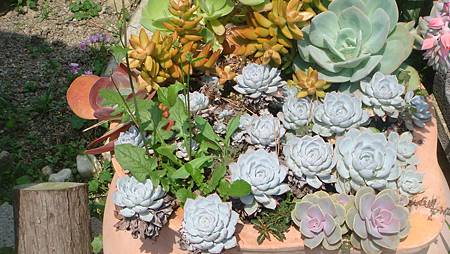 DSC03946.JPG DSC03946.JPG