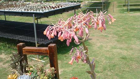 DSC03951.JPG DSC03951.JPG