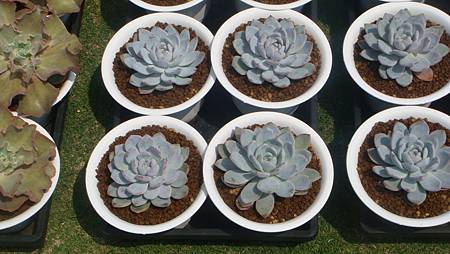 DSC03957.JPG DSC03957.JPG