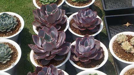 DSC03959.JPG DSC03959.JPG