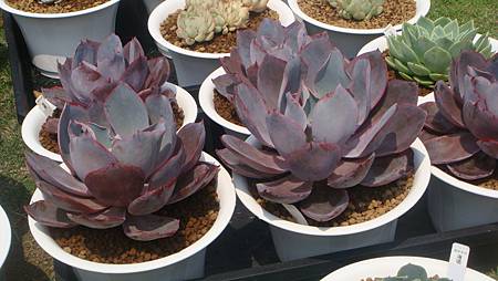 DSC03962.JPG DSC03962.JPG