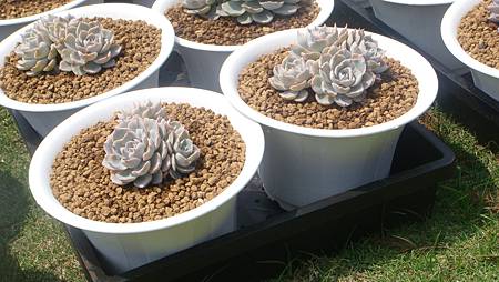 DSC03964.JPG DSC03964.JPG