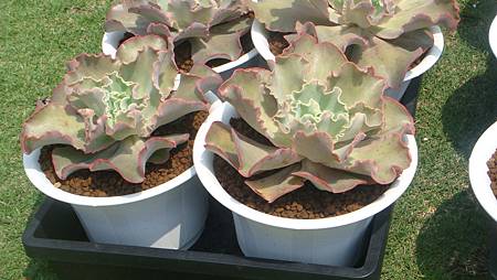 DSC03965.JPG DSC03965.JPG