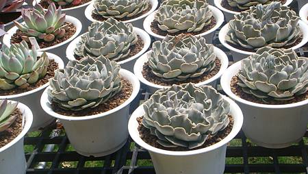 DSC03984.JPG DSC03984.JPG