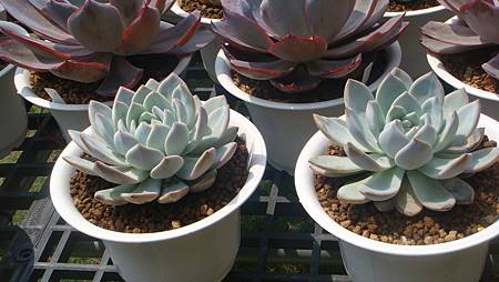 DSC03985.JPG DSC03985.JPG