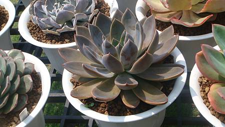 DSC03986.JPG DSC03986.JPG